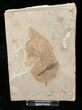 Beautiful Fossil Juglans winchesteri (Walnut) Leaf - Green River Formation #16514-1